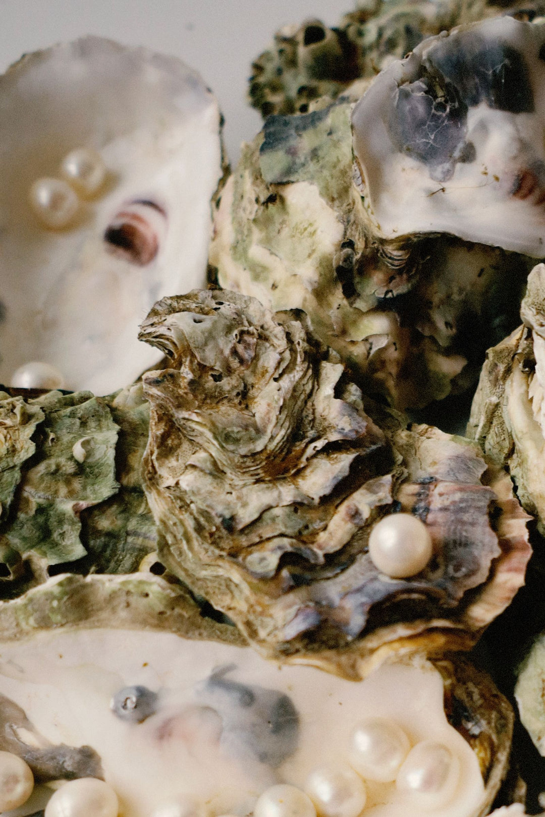 Oyster shells with pearls illustrating how cultured pearls are formed