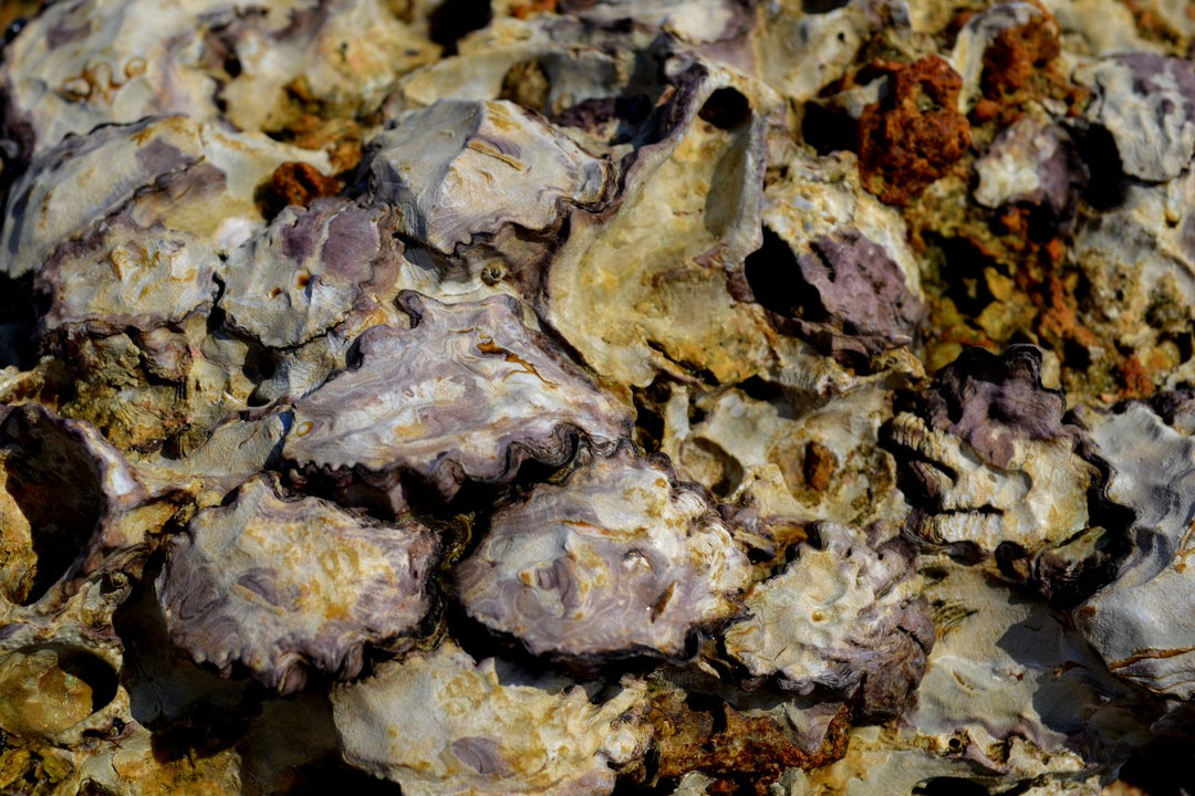 Oyster habitat on coastal rocks representing sustainable marine ecosystems